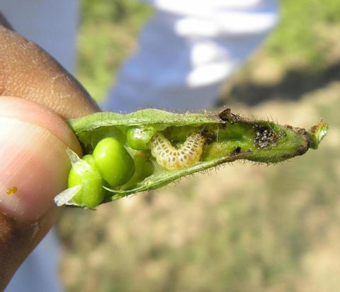 Gram pod borer