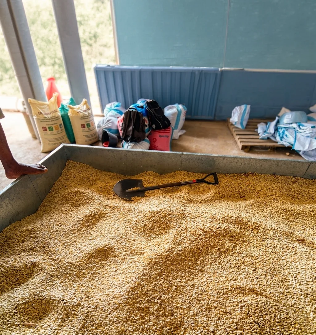 Grain Dryer